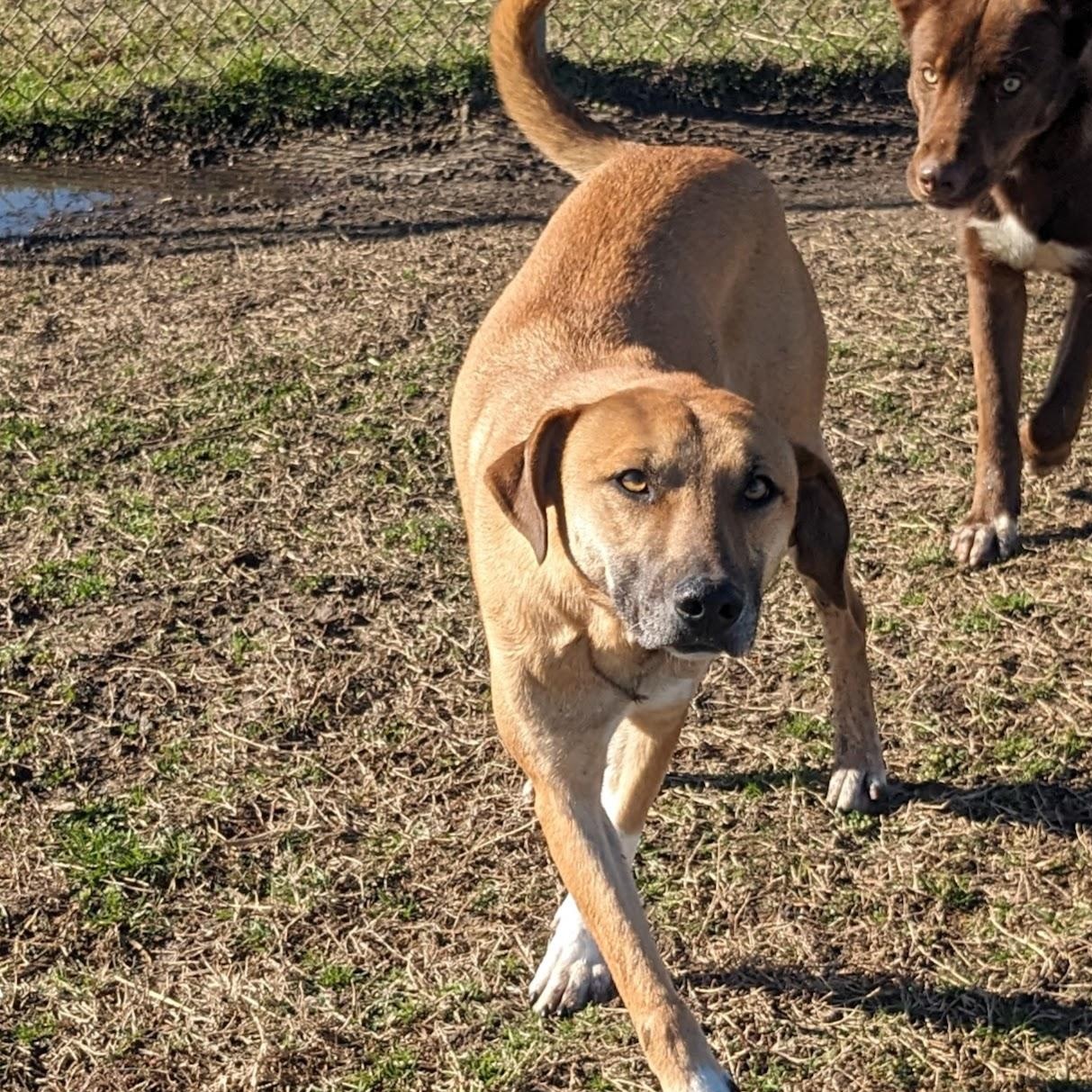 Enlarge Socks, a Adoptable mixed breed in Newport, AR image 1/2