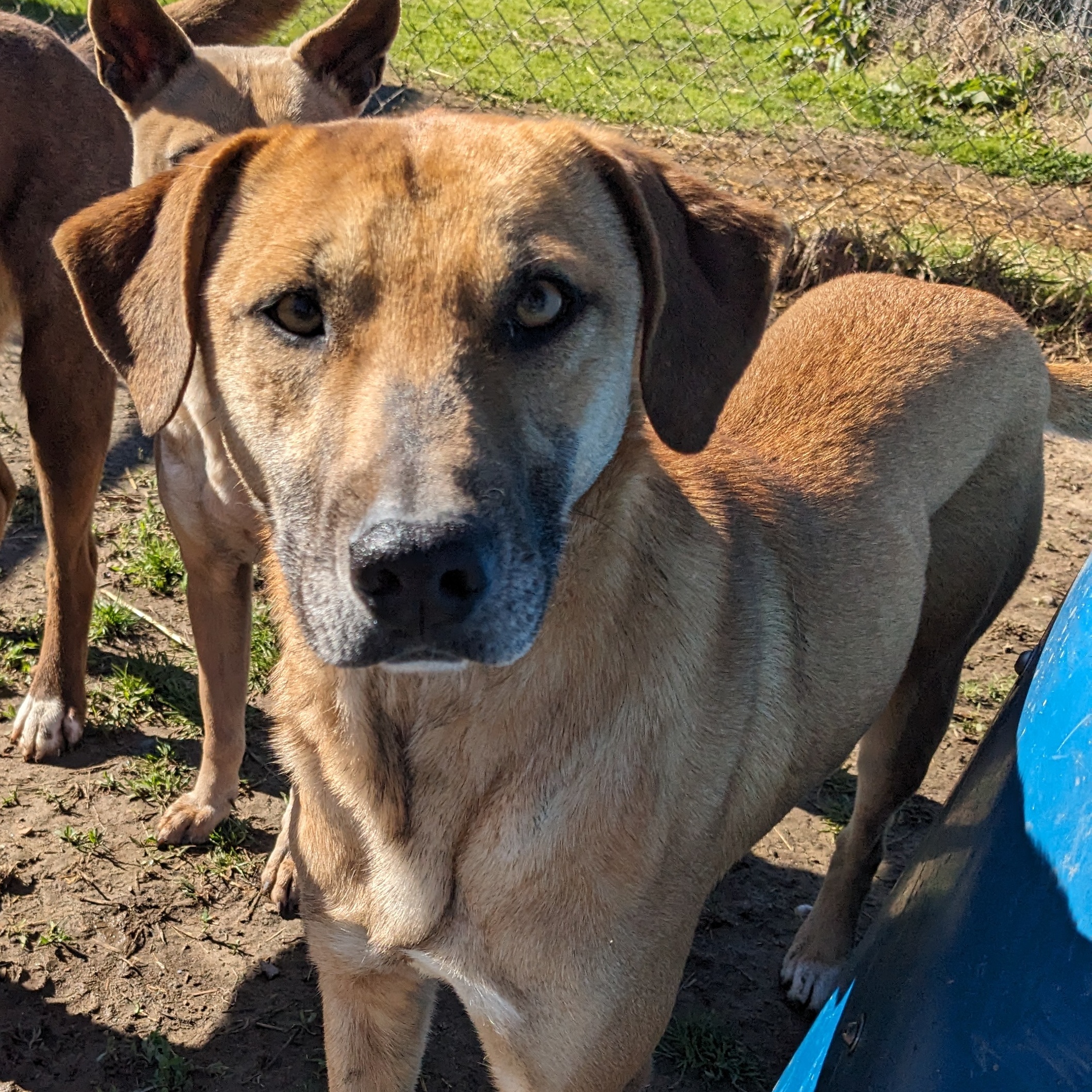 Enlarge Socks, a Adoptable mixed breed in Newport, AR image 2/2