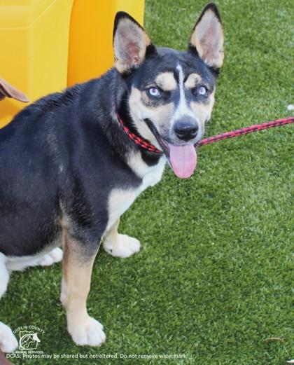 Enlarge COCO, a Adoptable mixed breed in Kenansville, NC image 1/3