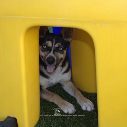 Enlarge COCO, a Adoptable mixed breed in Kenansville, NC image 2/3