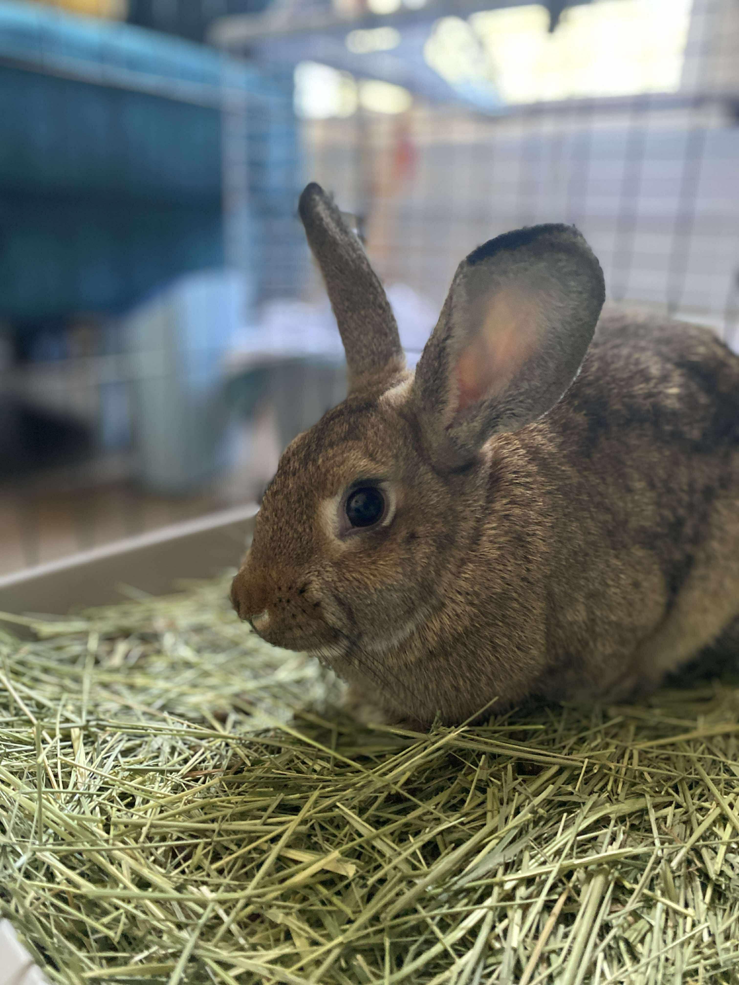Enlarge Wheat *bonded to Tinker*, a Adoptable mixed breed in Portland, ME image 3/6