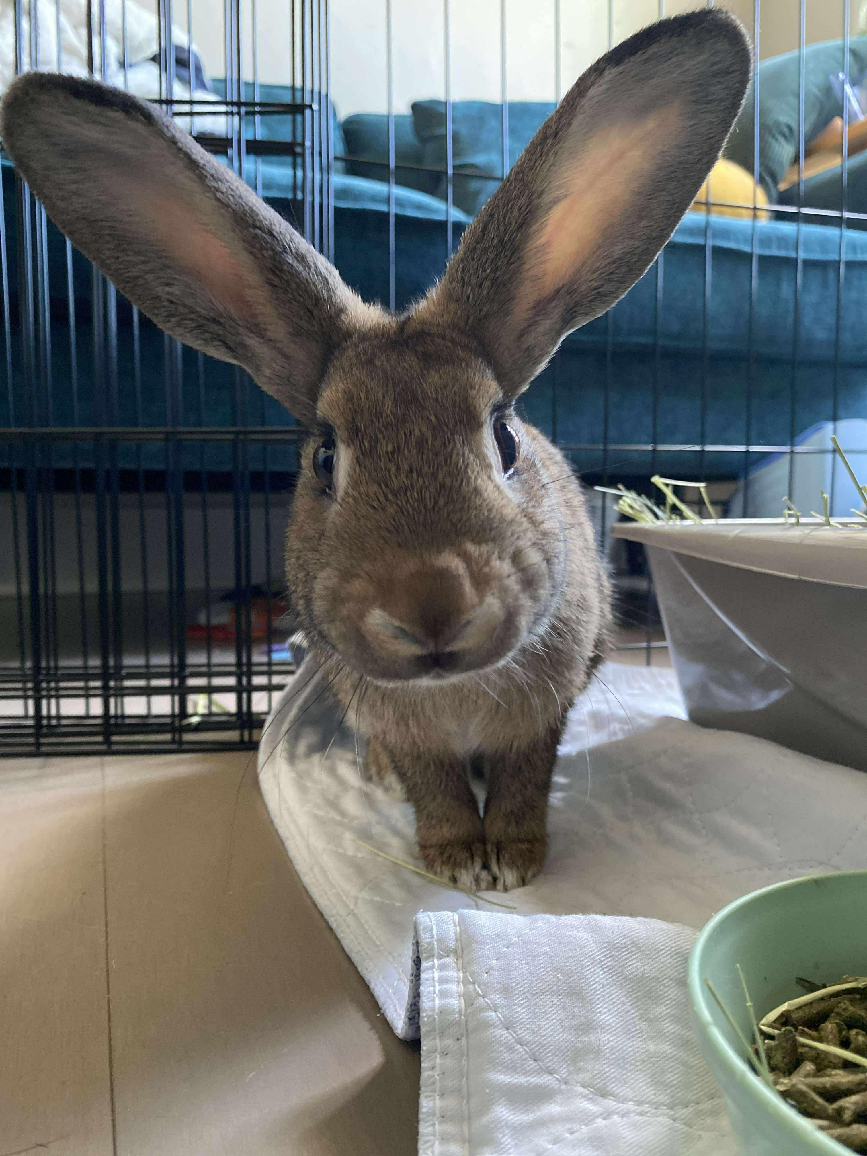 Wheat *bonded to Tinker*, Adoptable, Young Female Bunny Rabbit.