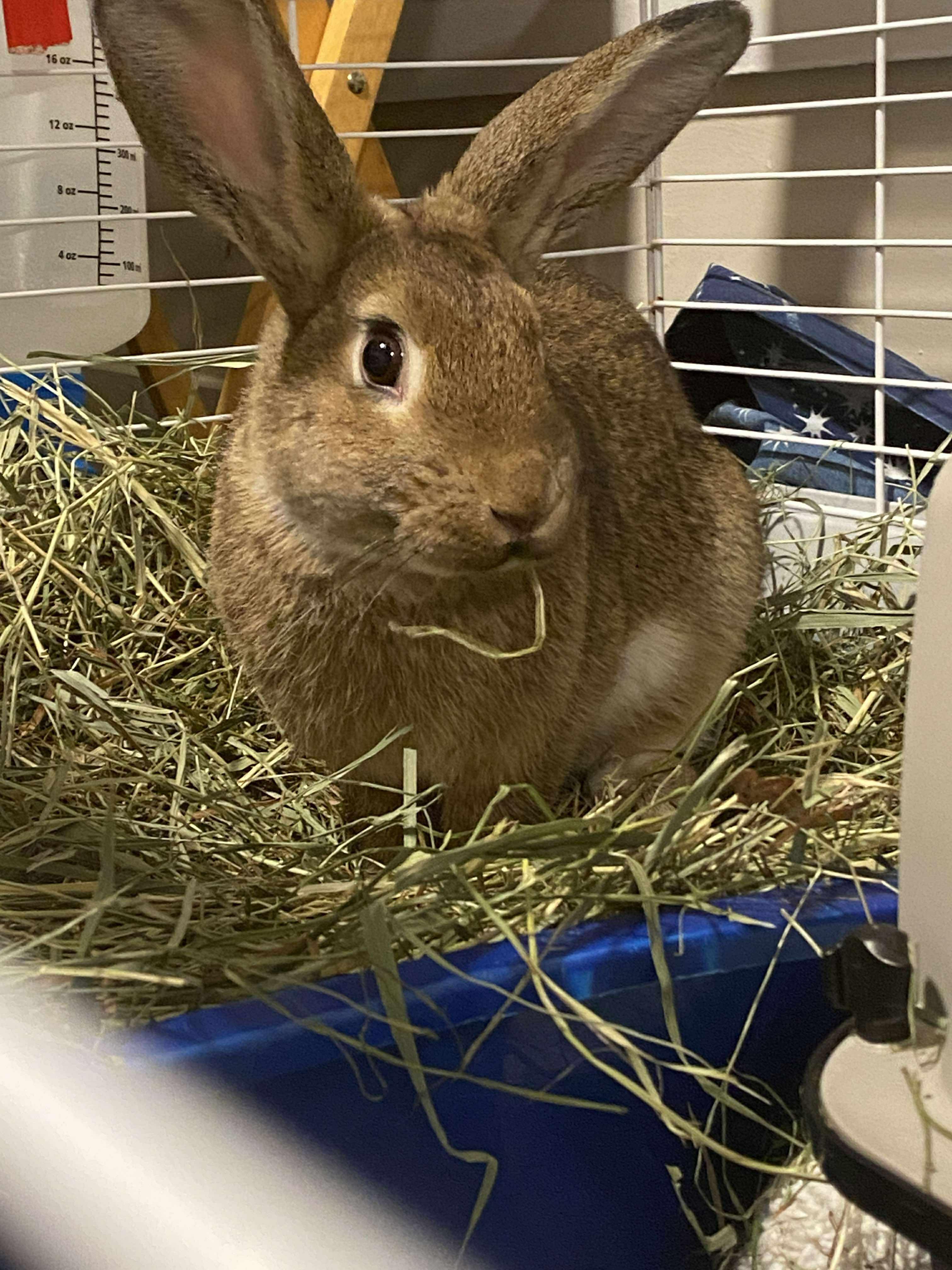 Enlarge Wheat *bonded to Tinker*, a Adoptable mixed breed in Portland, ME image 5/6