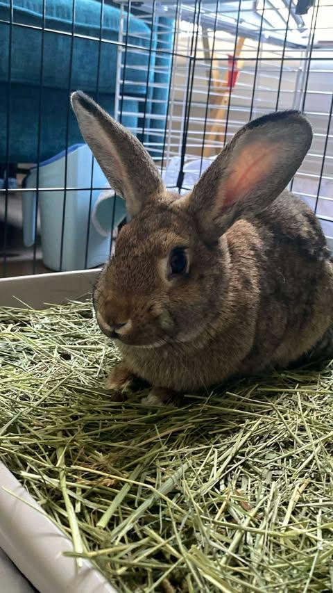 Enlarge Wheat *bonded to Tinker*, a Adoptable mixed breed in Portland, ME image 6/6