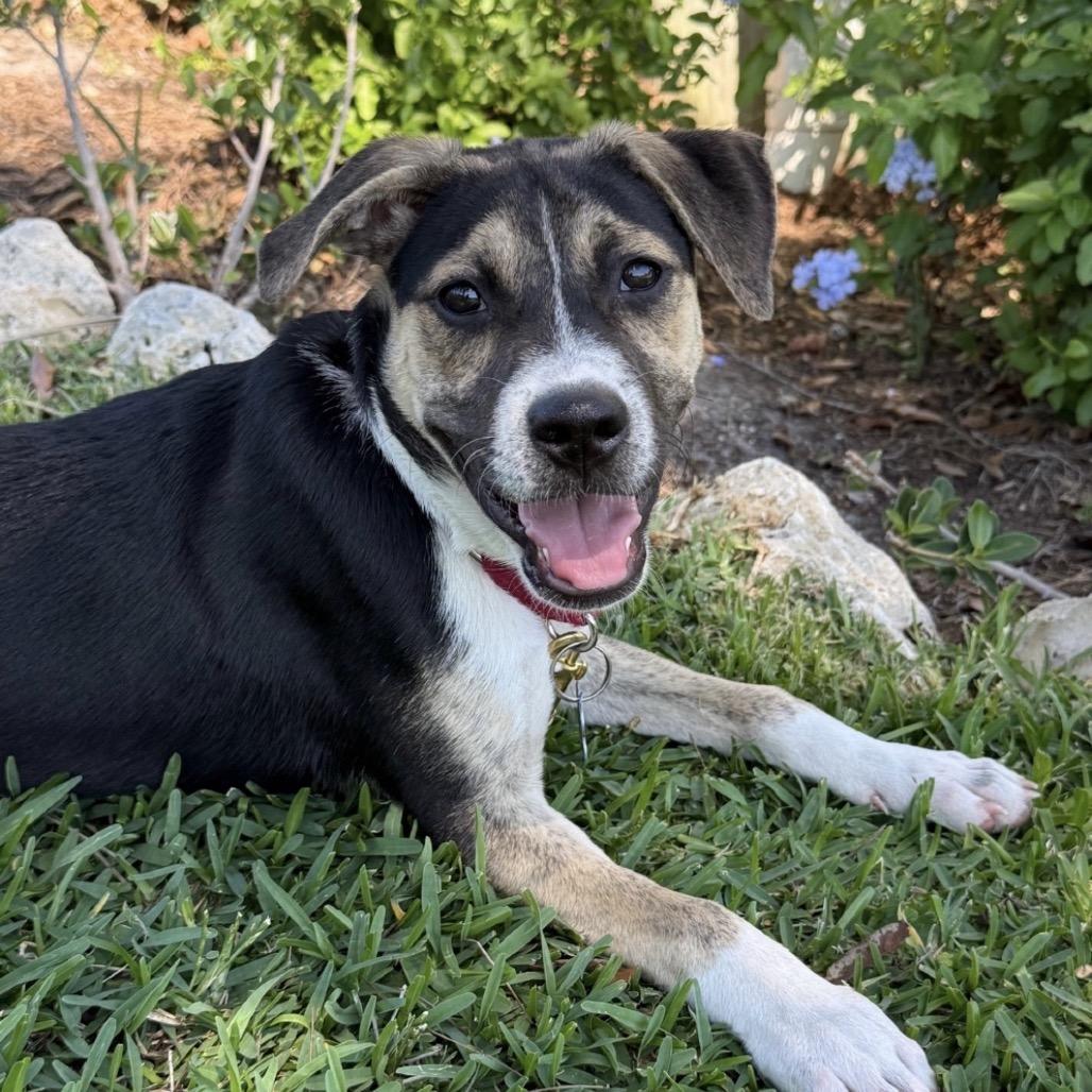 Chrys, Adoptable, Puppy Male Australian Cattle Dog / Blue Heeler & Mixed Breed.