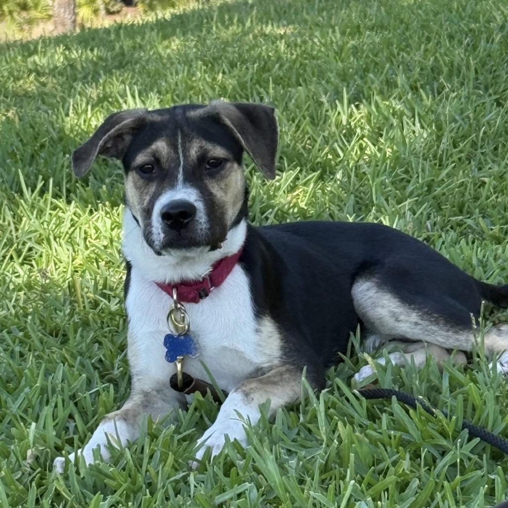 Chrys, a Adoptable mixed breed in Seminole, FL image 3/6