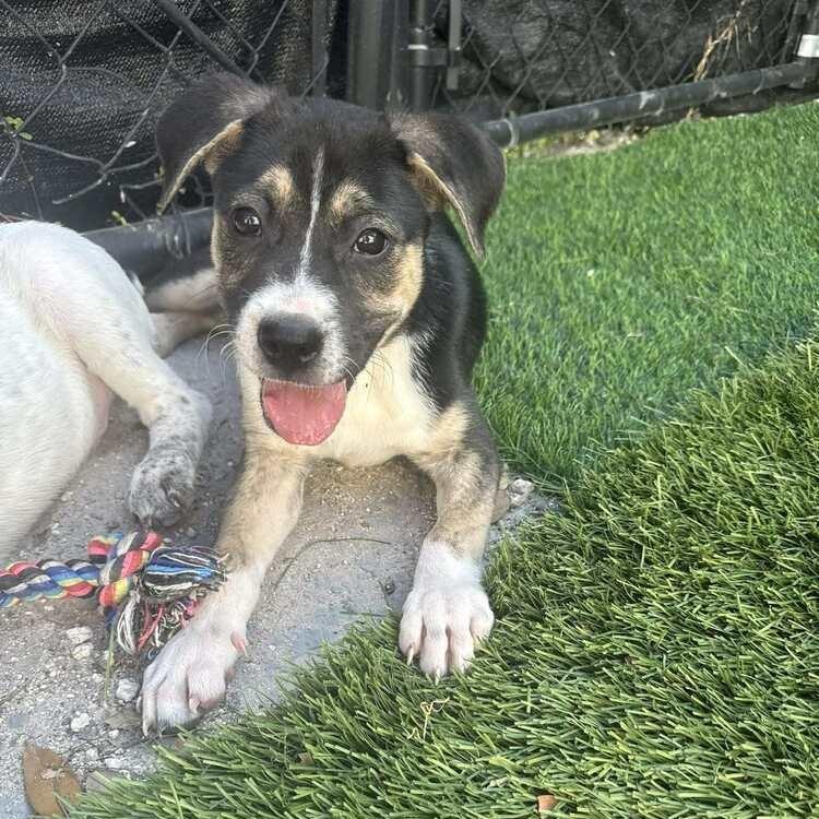 Enlarge Chrys, a Adoptable mixed breed in Seminole, FL image 2/4