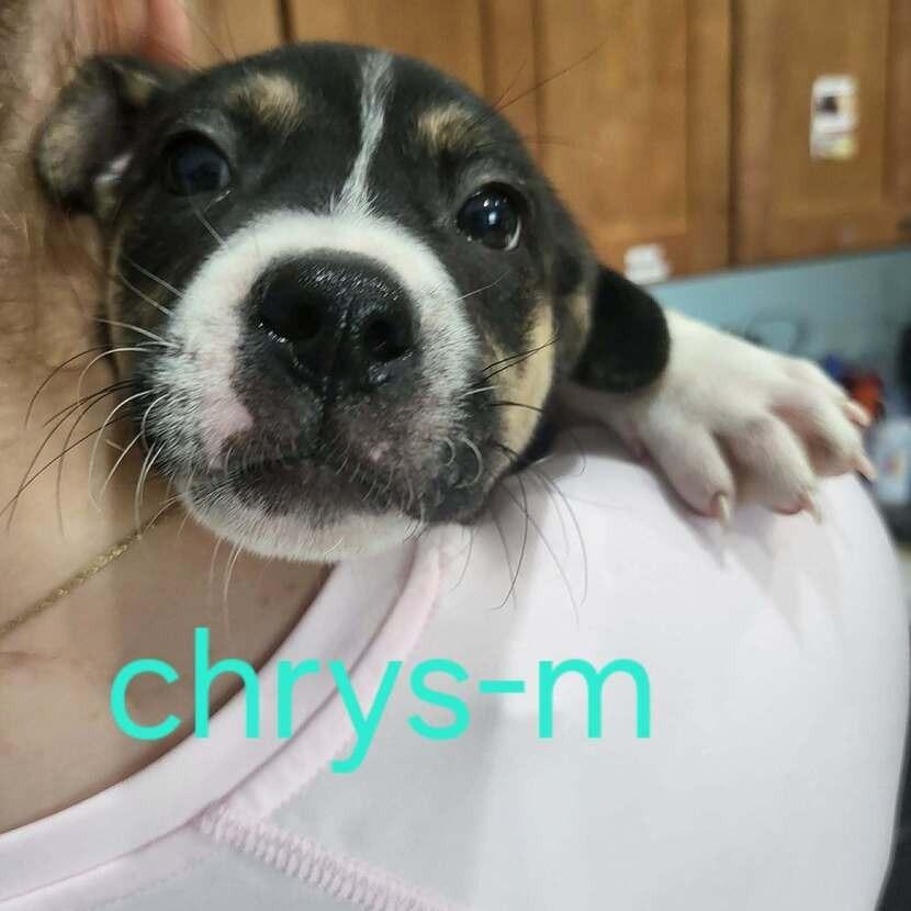 Enlarge Chrys, a Adoptable mixed breed in Seminole, FL image 3/4