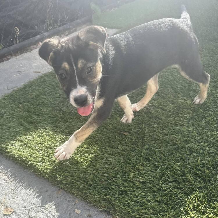 Enlarge Chrys, a Adoptable mixed breed in Seminole, FL image 4/4