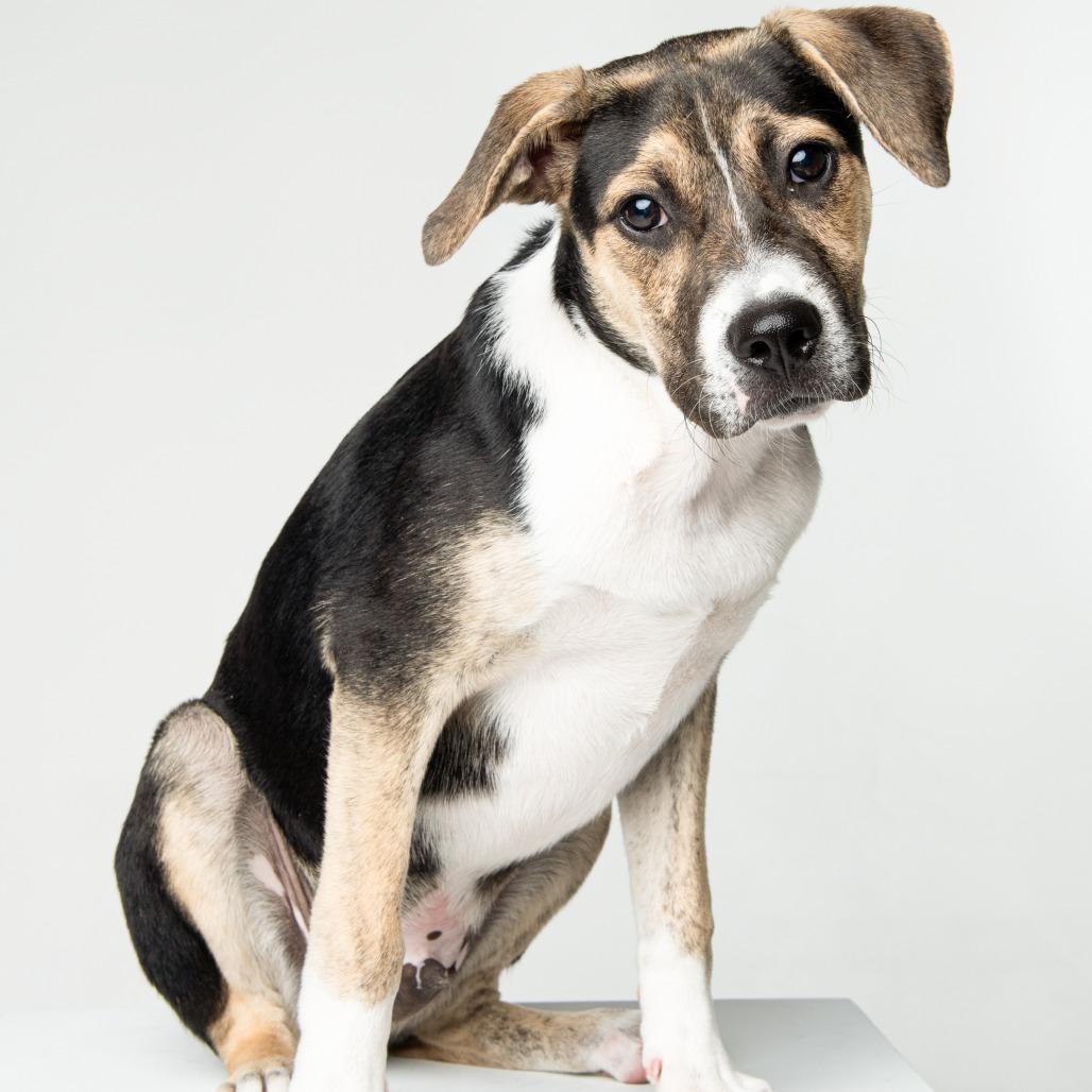 Chrys, a Adoptable mixed breed in Seminole, FL image 4/6