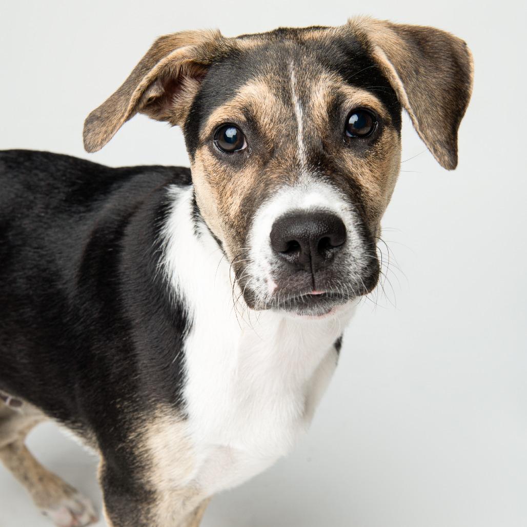 Chrys, a Adoptable mixed breed in Seminole, FL image 5/6