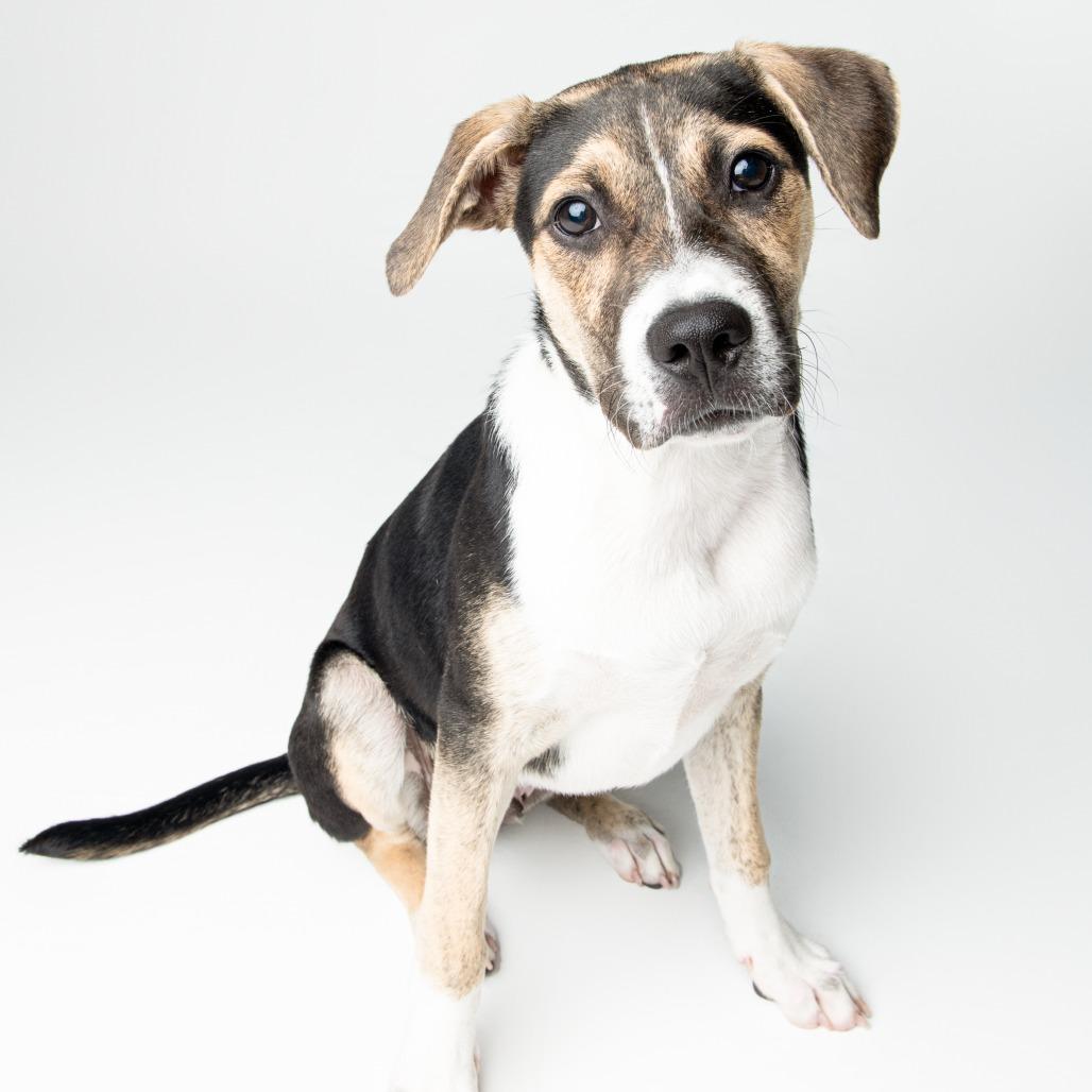 Chrys, a Adoptable mixed breed in Seminole, FL image 6/6