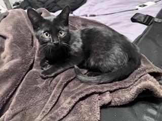 Zuma, ADOPTABLE, Young Female Domestic Short Hair.