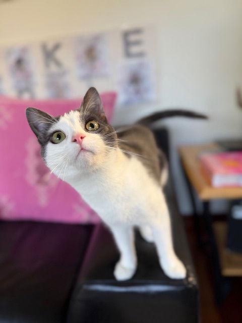 Enlarge Angry Bird, a Adoptable Domestic Short Hair in San Jose, CA image 2/3