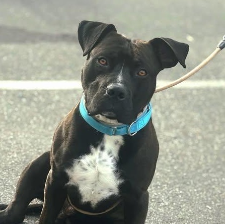 Enlarge 25-01878, a ADOPTABLE mixed breed in Fredericksburg, VA image 1/2