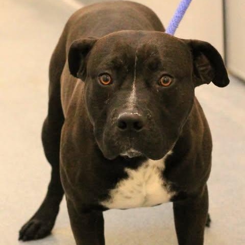 25-01878, ADOPTABLE, Adult Male Pit Bull Terrier.