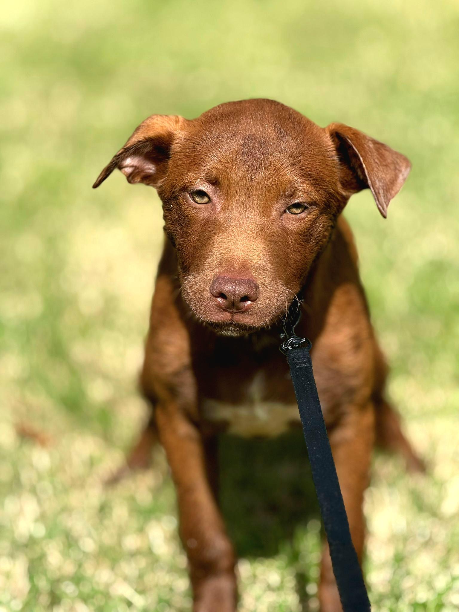 Chocolate Kisses "sweet As thumbnail 3