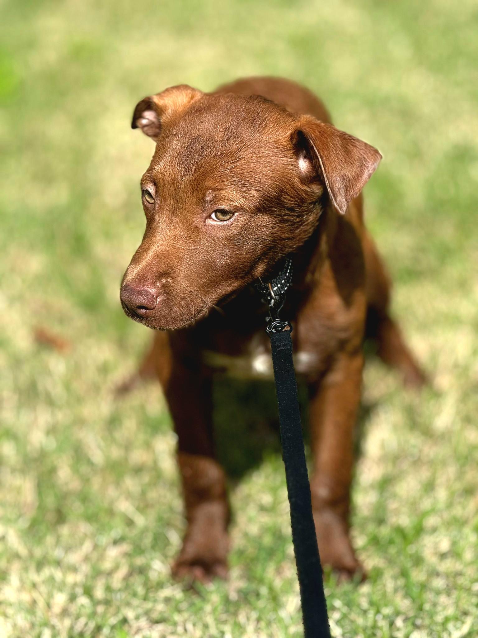 Chocolate Kisses "sweet As thumbnail 6