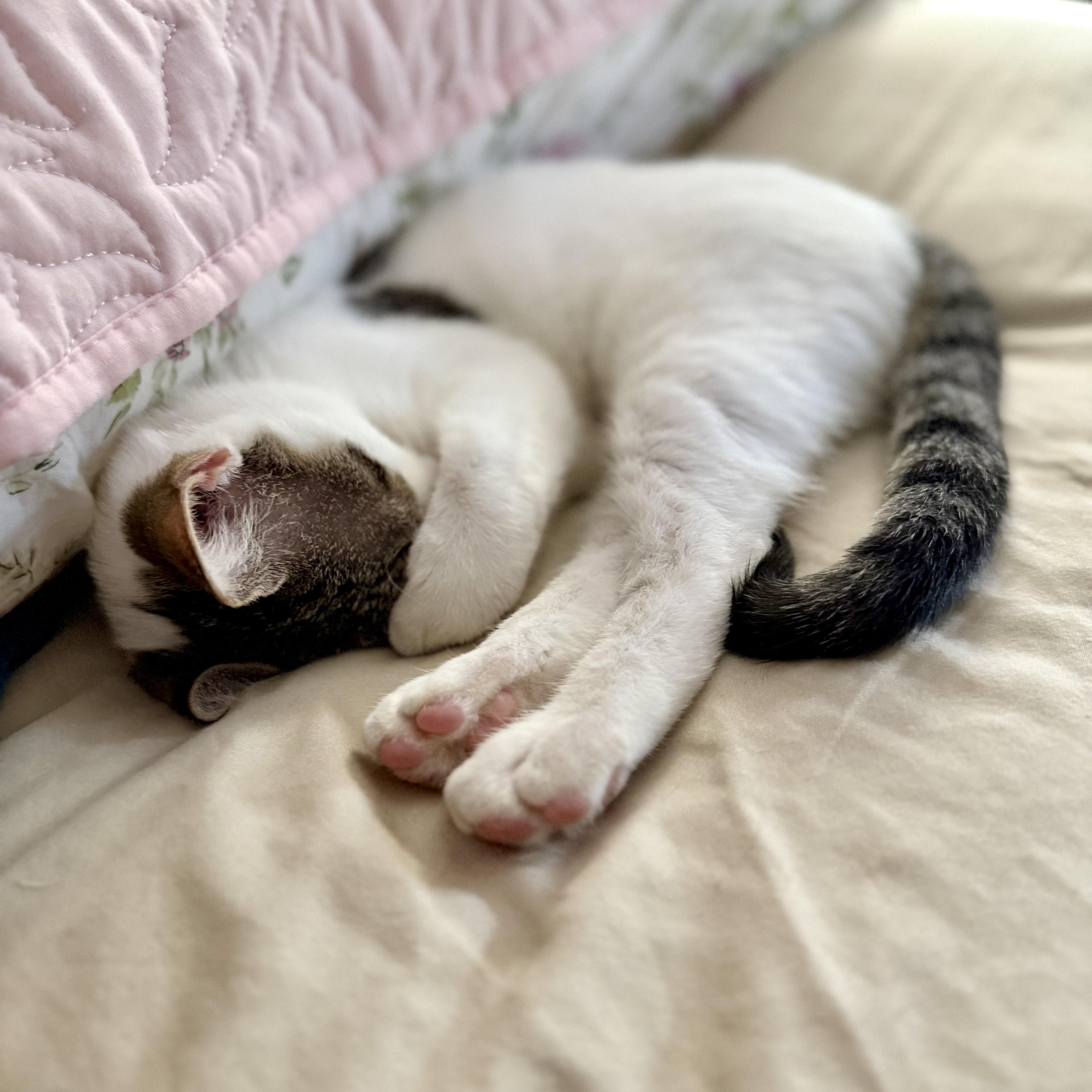 Enlarge Polka Dot, a Adopted Domestic Short Hair in Tampa, FL image 3/4