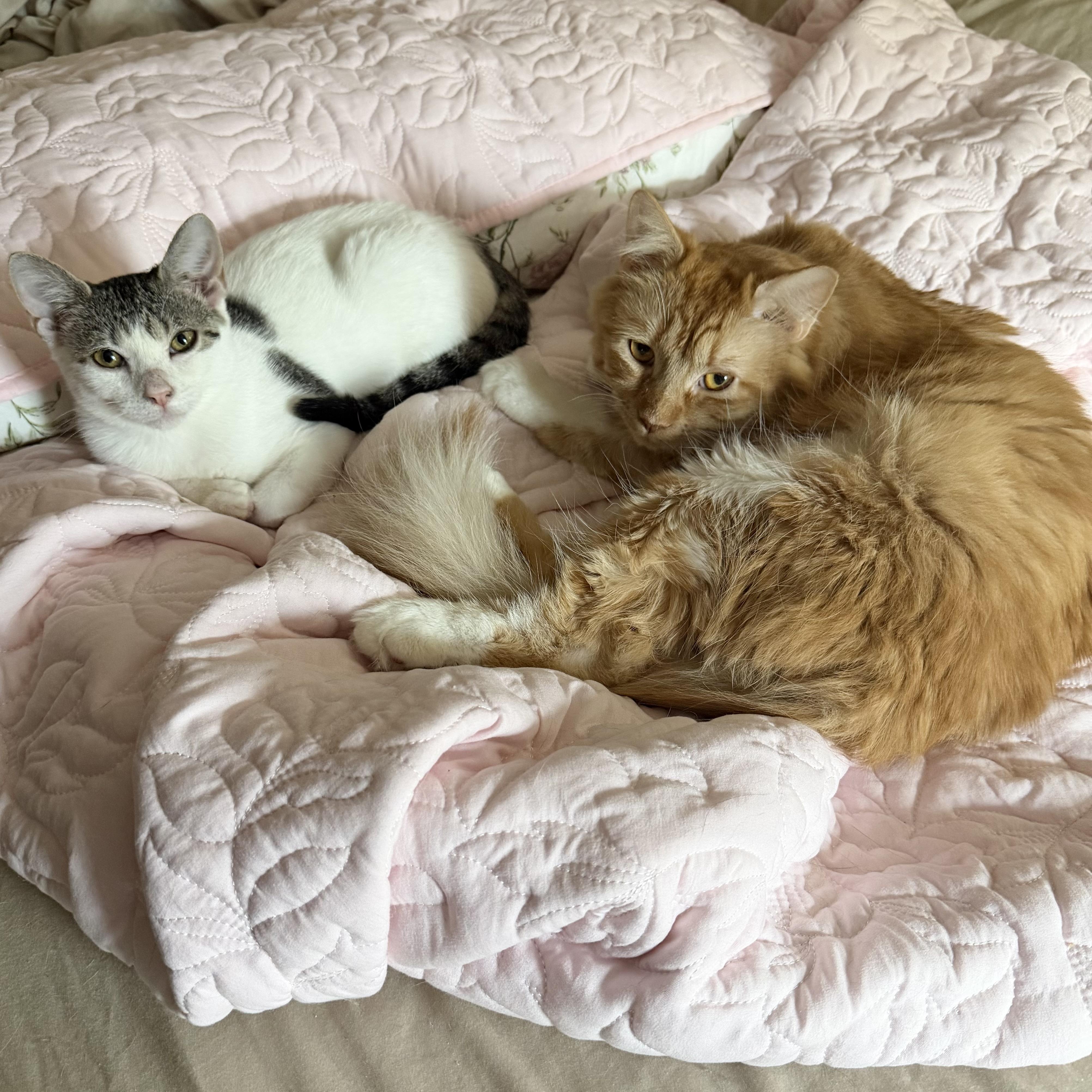 Enlarge Polka Dot, a Adopted Domestic Short Hair in Tampa, FL image 2/4