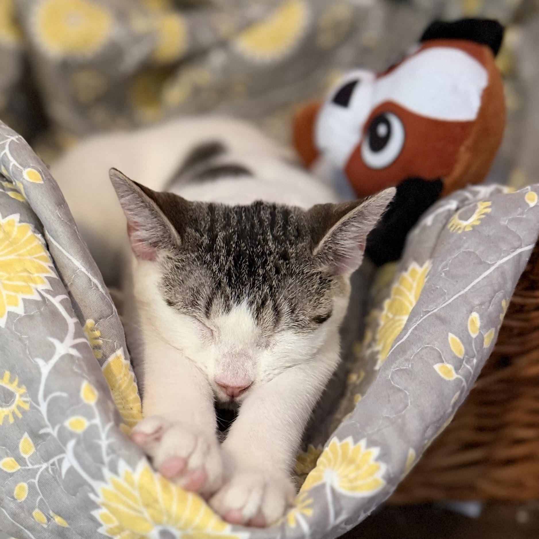 Enlarge Polka Dot, a Adopted Domestic Short Hair in Tampa, FL image 1/4