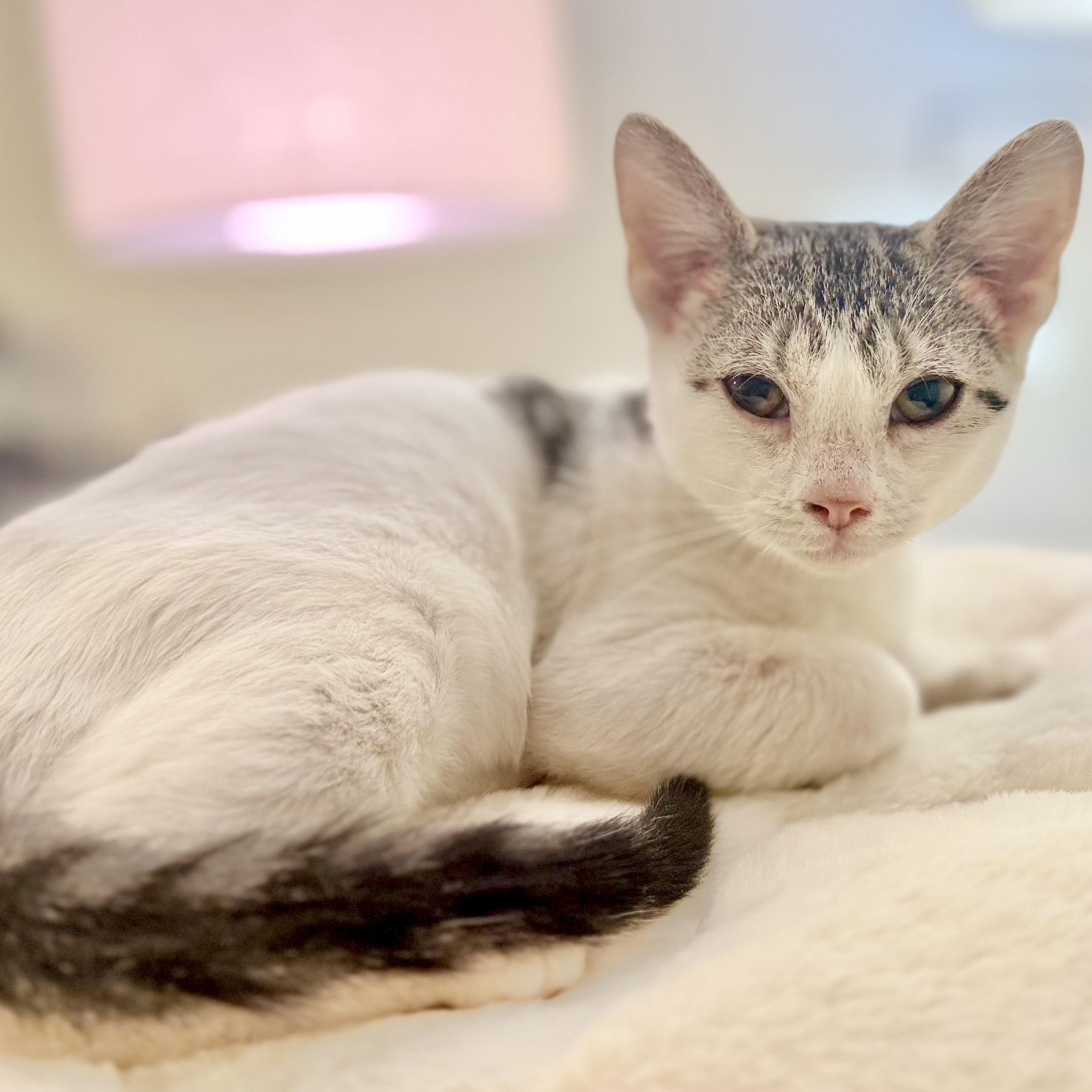 Enlarge Polka Dot, a Adopted Domestic Short Hair in Tampa, FL image 4/4