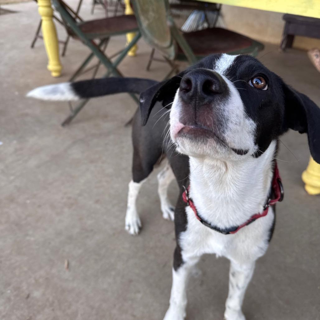 Rocket, Adoptable, Young Male Border Collie & Mountain Cur.
