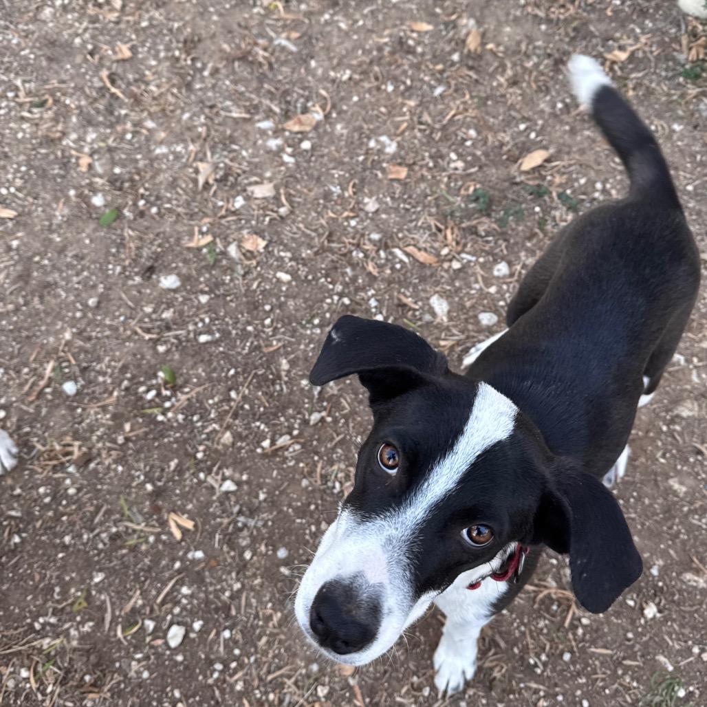 Enlarge Rocket, a Adoptable mixed breed in San Antonio, TX image 2/6