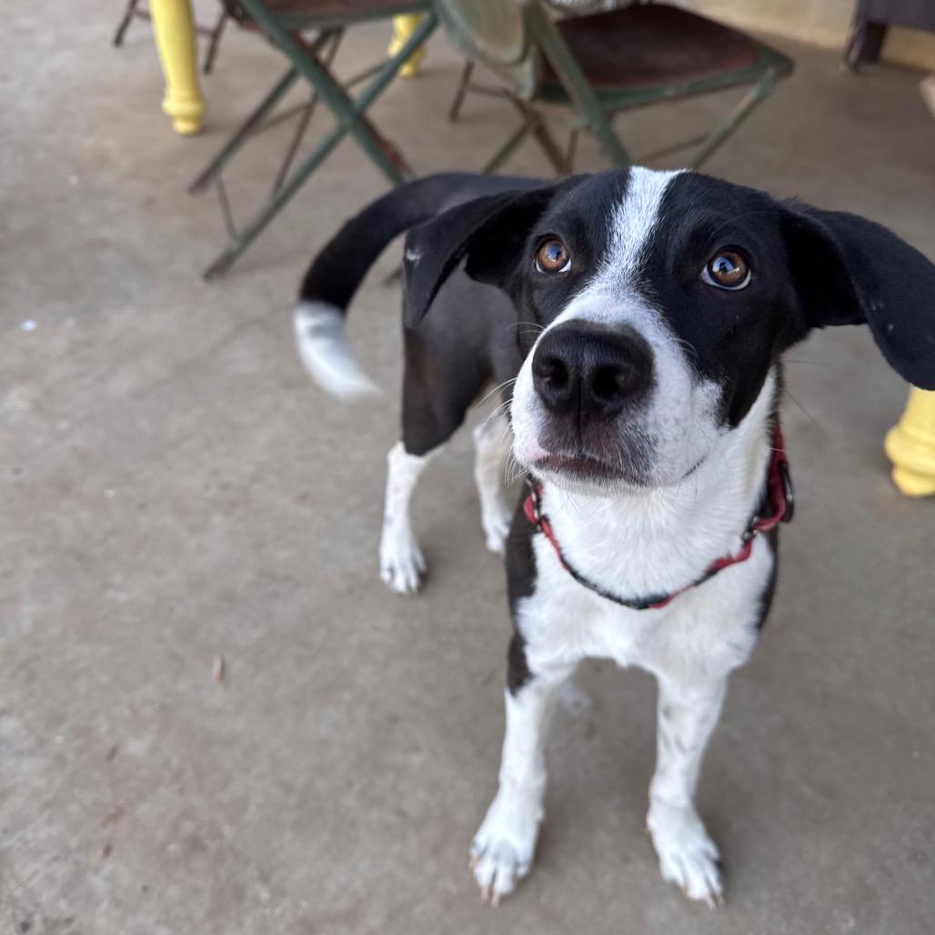 Enlarge Rocket, a Adoptable mixed breed in San Antonio, TX image 3/6
