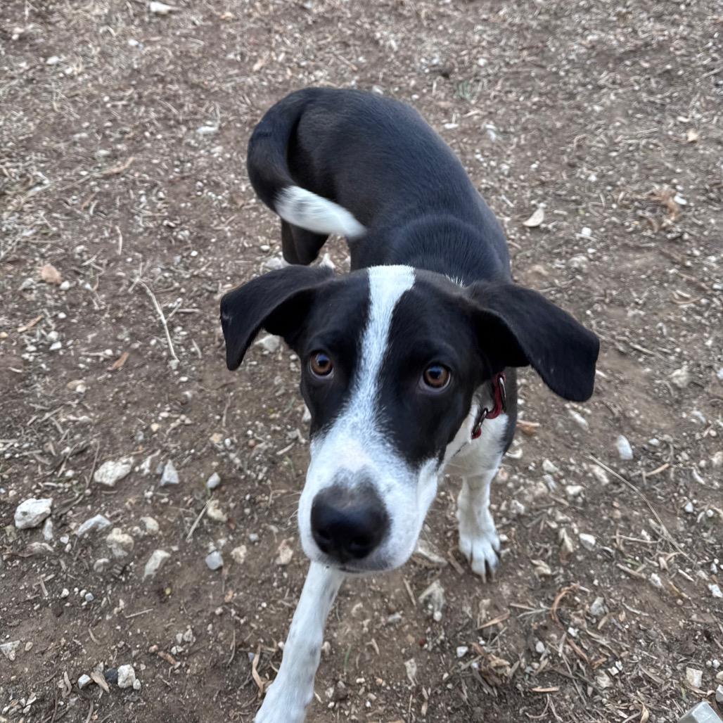 Enlarge Rocket, a Adoptable mixed breed in San Antonio, TX image 4/6