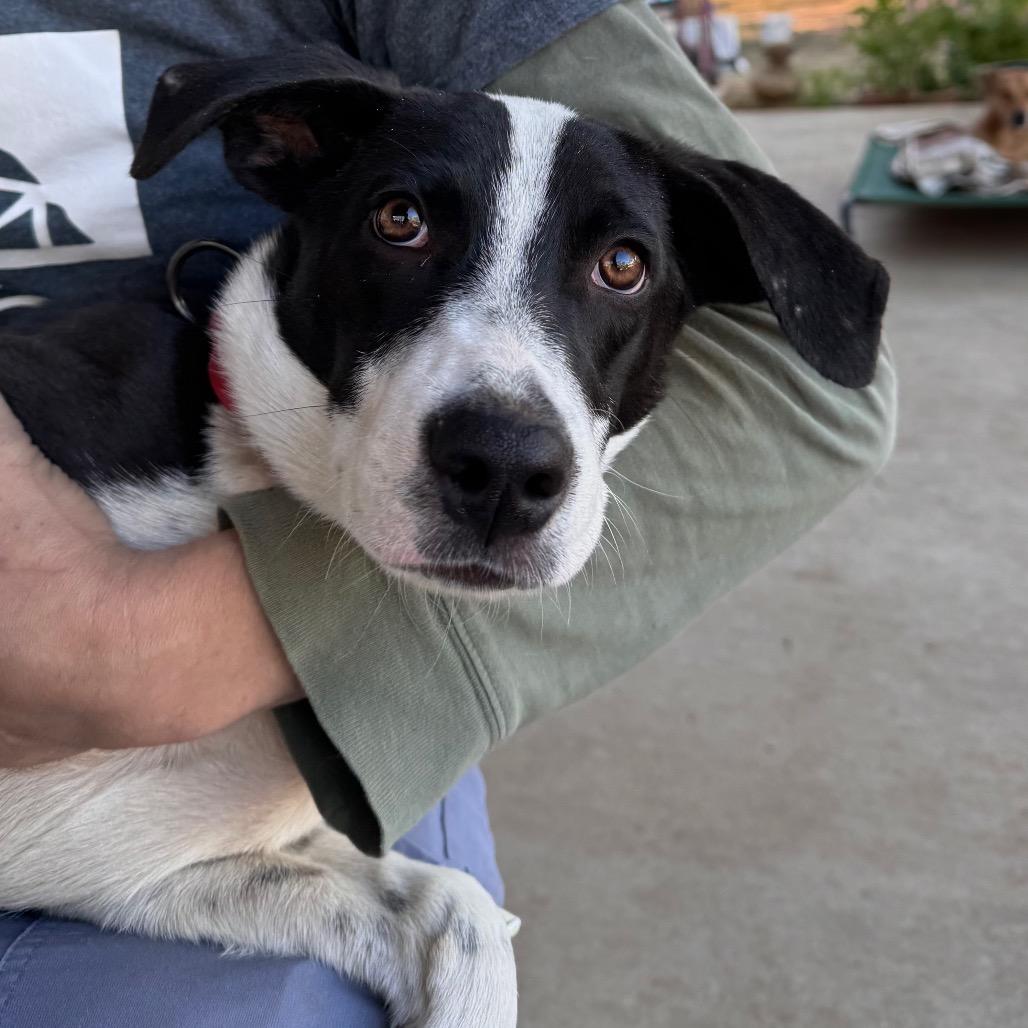 Enlarge Rocket, a Adoptable mixed breed in San Antonio, TX image 6/6