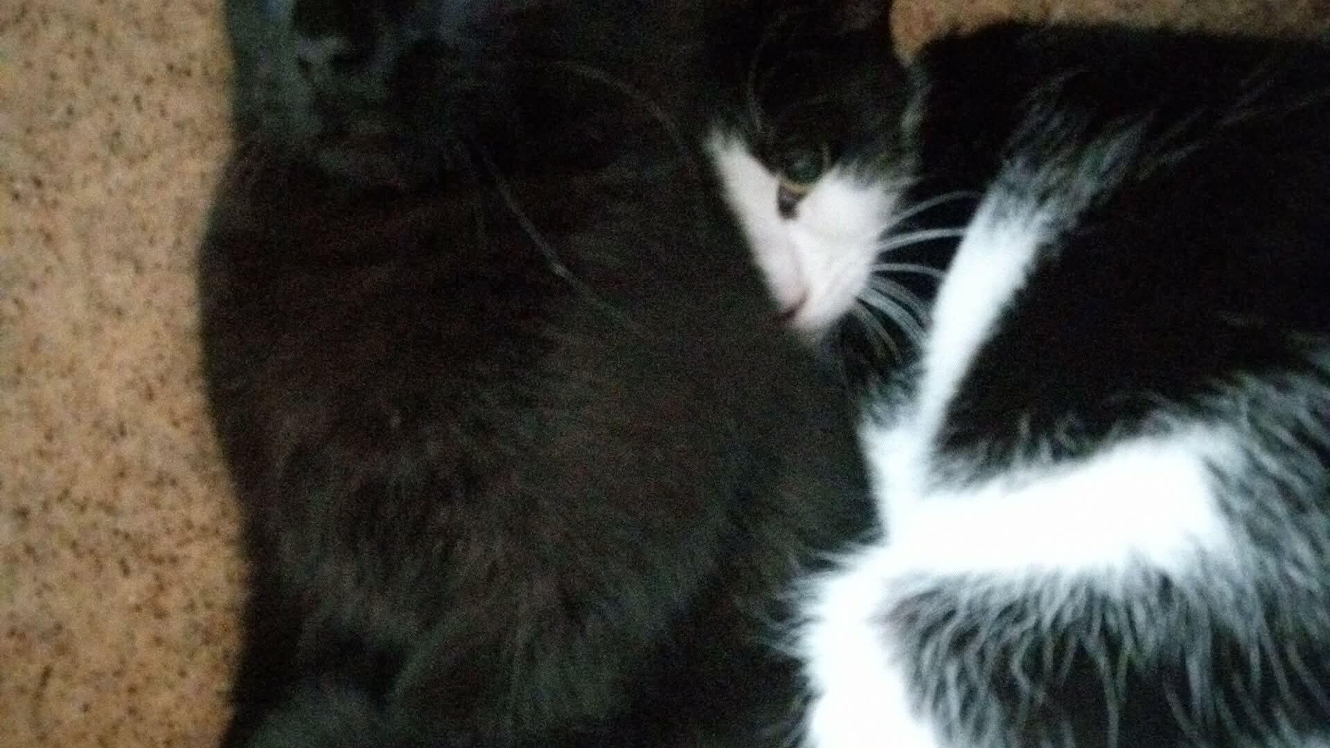 Unknown, Adoptable, Adult Female Domestic Short Hair.