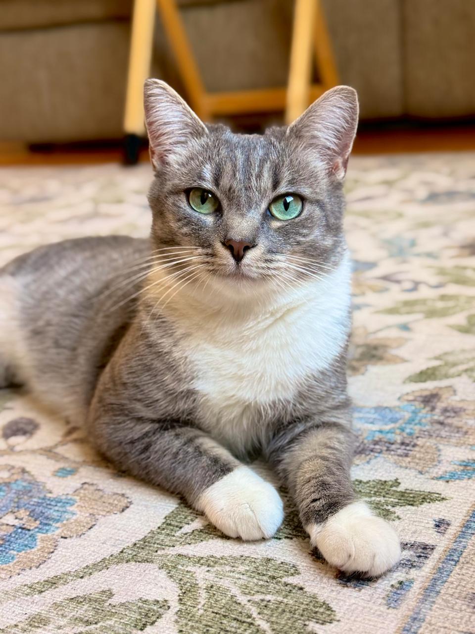 Enlarge Riley, a Adoptable Domestic Short Hair in Leesburg, VA image 1/4