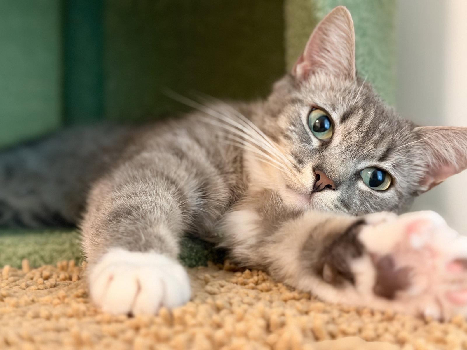 Enlarge Riley, a Adoptable Domestic Short Hair in Leesburg, VA image 2/4