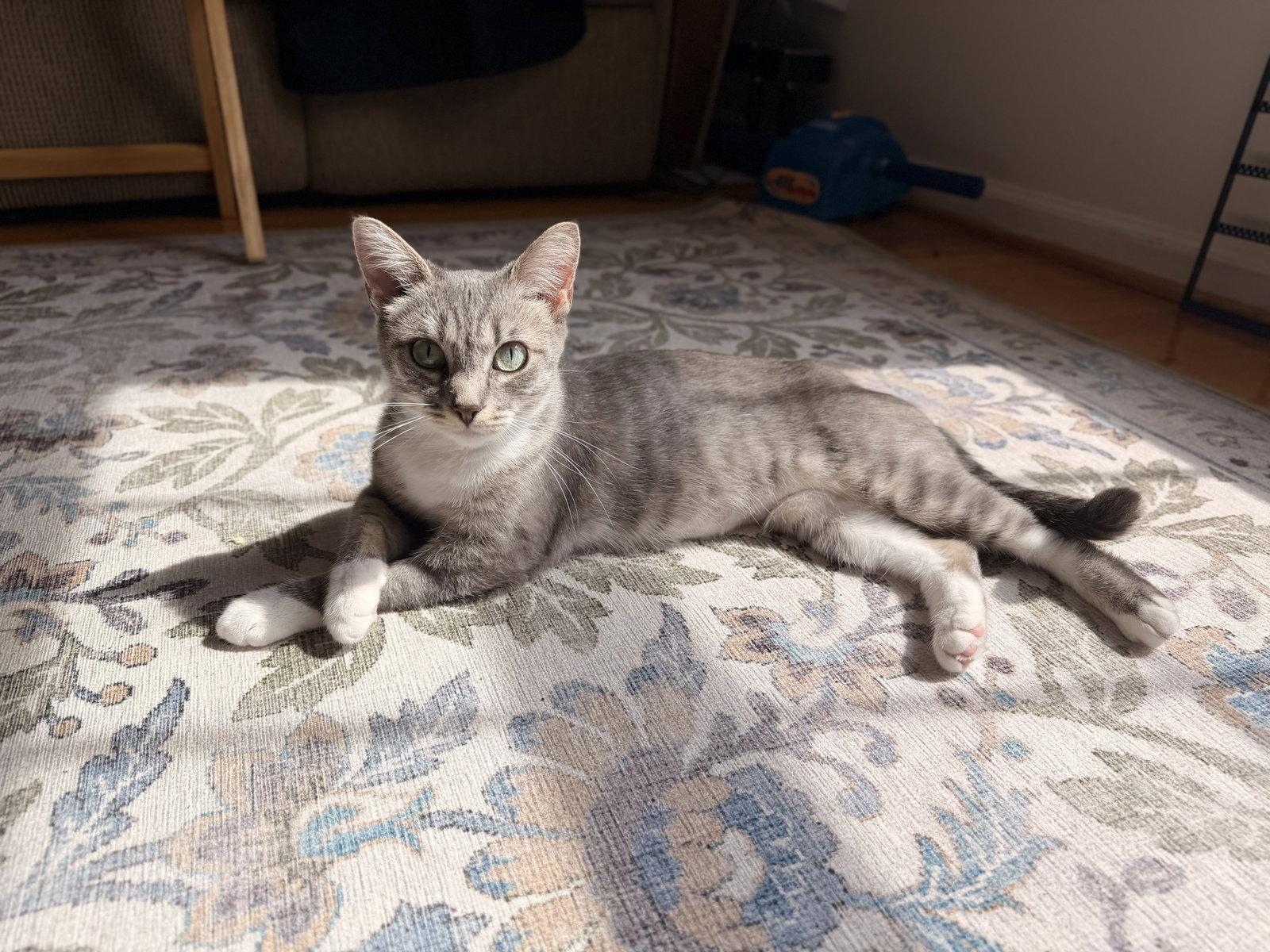 Enlarge Riley, a Adoptable Domestic Short Hair in Leesburg, VA image 3/4