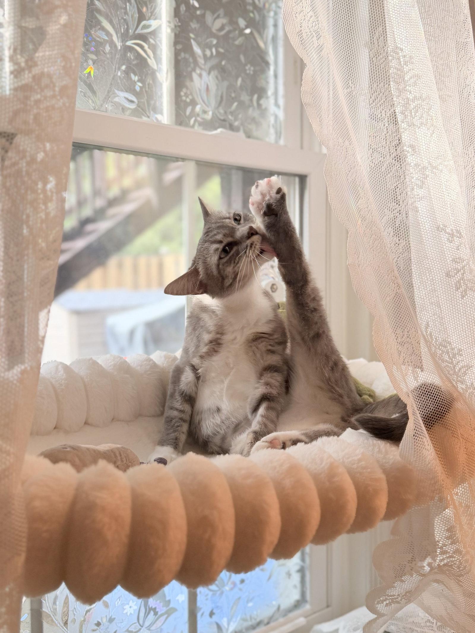 Enlarge Riley, a Adoptable Domestic Short Hair in Leesburg, VA image 4/4