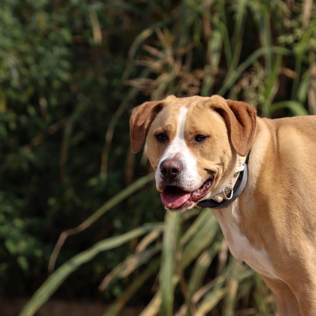Biscuit, Adoptable, Adult Male American Bulldog.