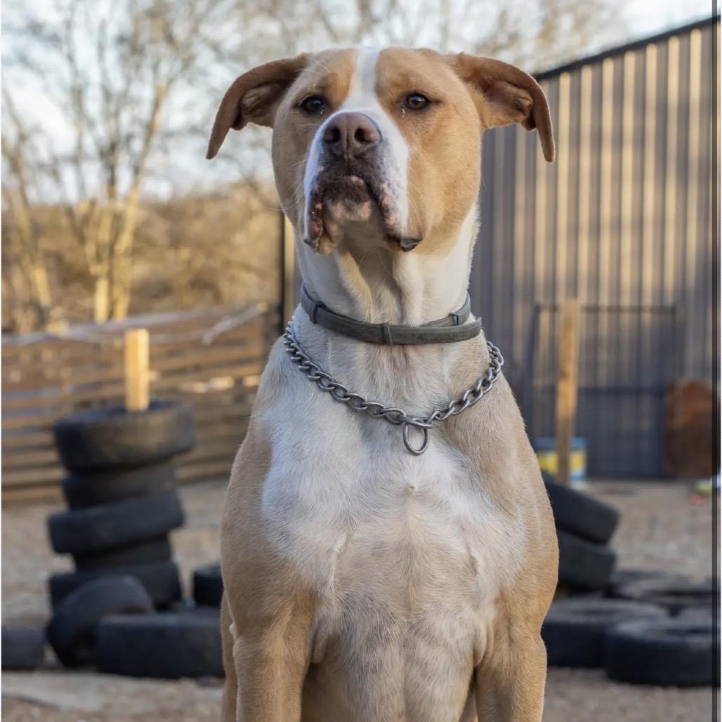 Biscuit, a Adoptable American Bulldog in Duck River, TN image 2/6