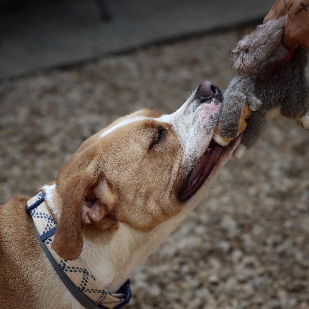 Biscuit, a Adoptable American Bulldog in Duck River, TN image 3/6