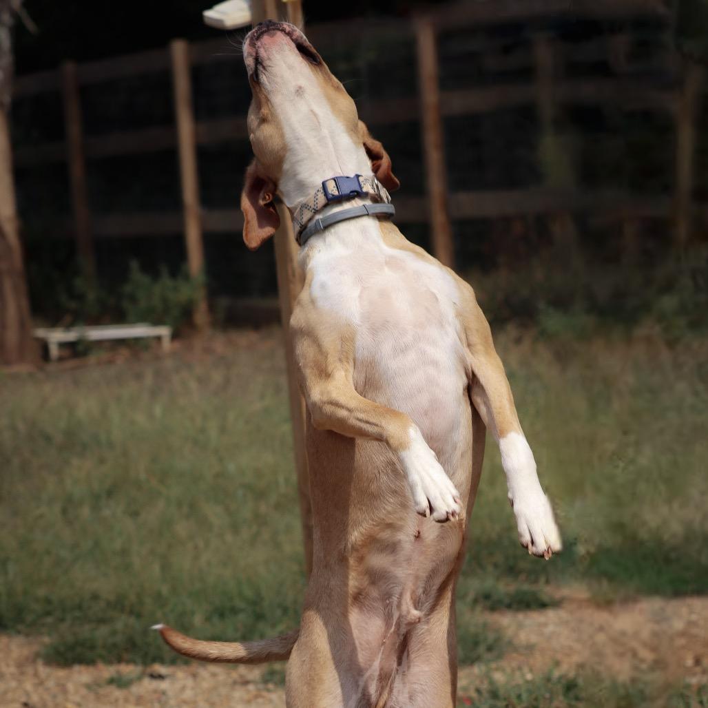 Biscuit, a Adoptable American Bulldog in Duck River, TN image 4/6