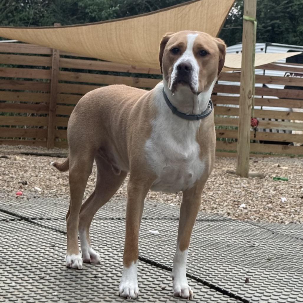 Biscuit, a Adoptable American Bulldog in Duck River, TN image 5/6