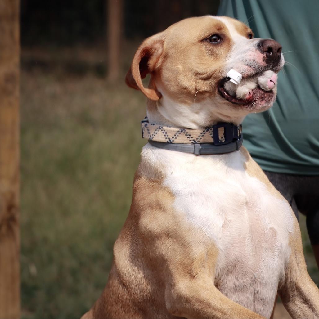 Biscuit, a Adoptable American Bulldog in Duck River, TN image 6/6
