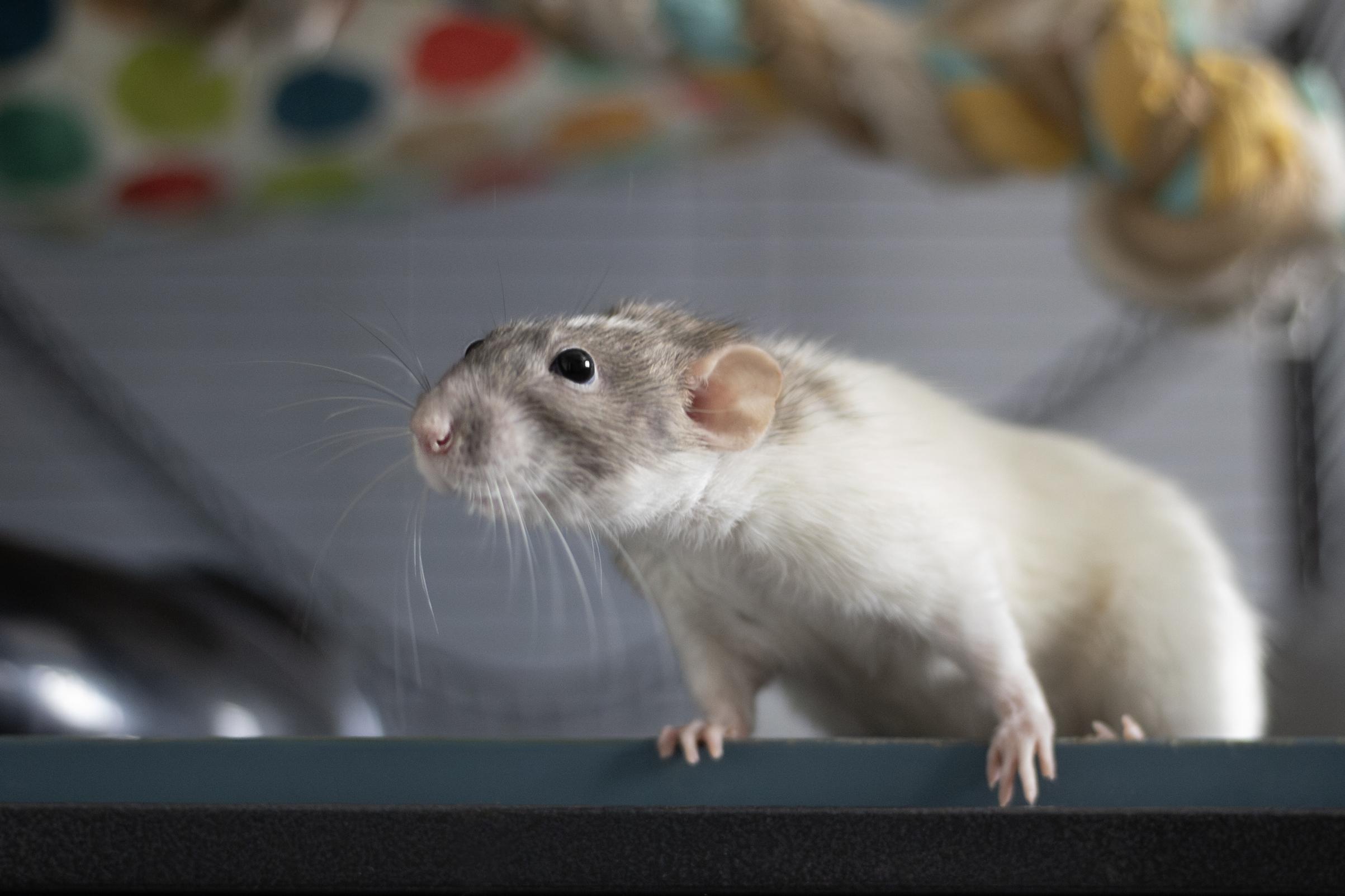 Velma, Adoptable, Adult Female Rat.