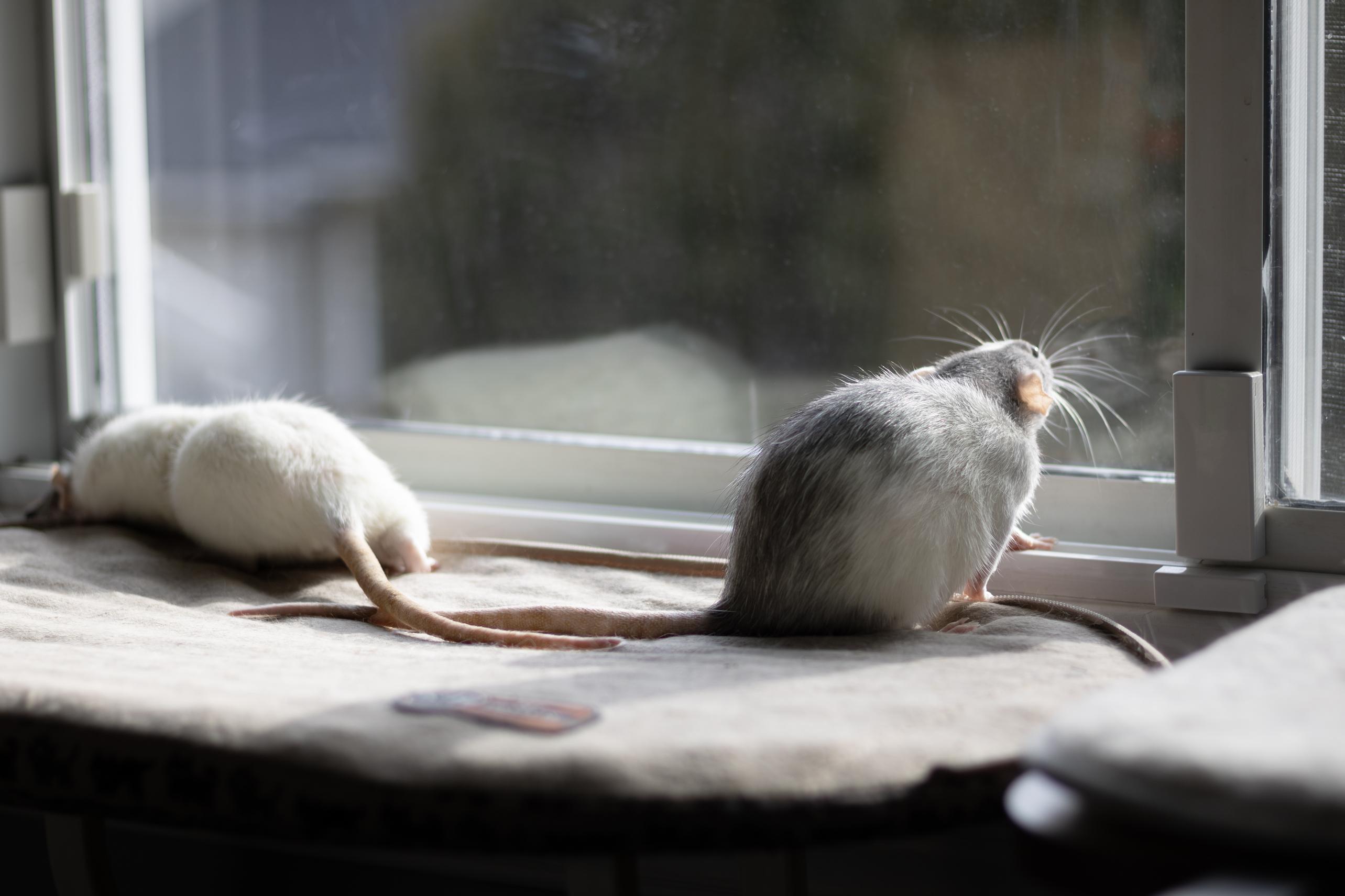 Enlarge Velma, a Adoptable Rat in Kanata, ON image 2/5