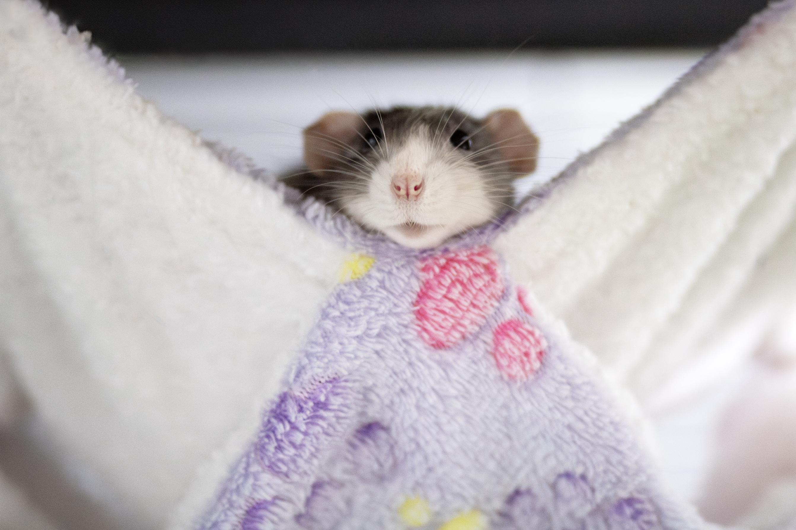 Enlarge Velma, a Adoptable Rat in Kanata, ON image 5/5