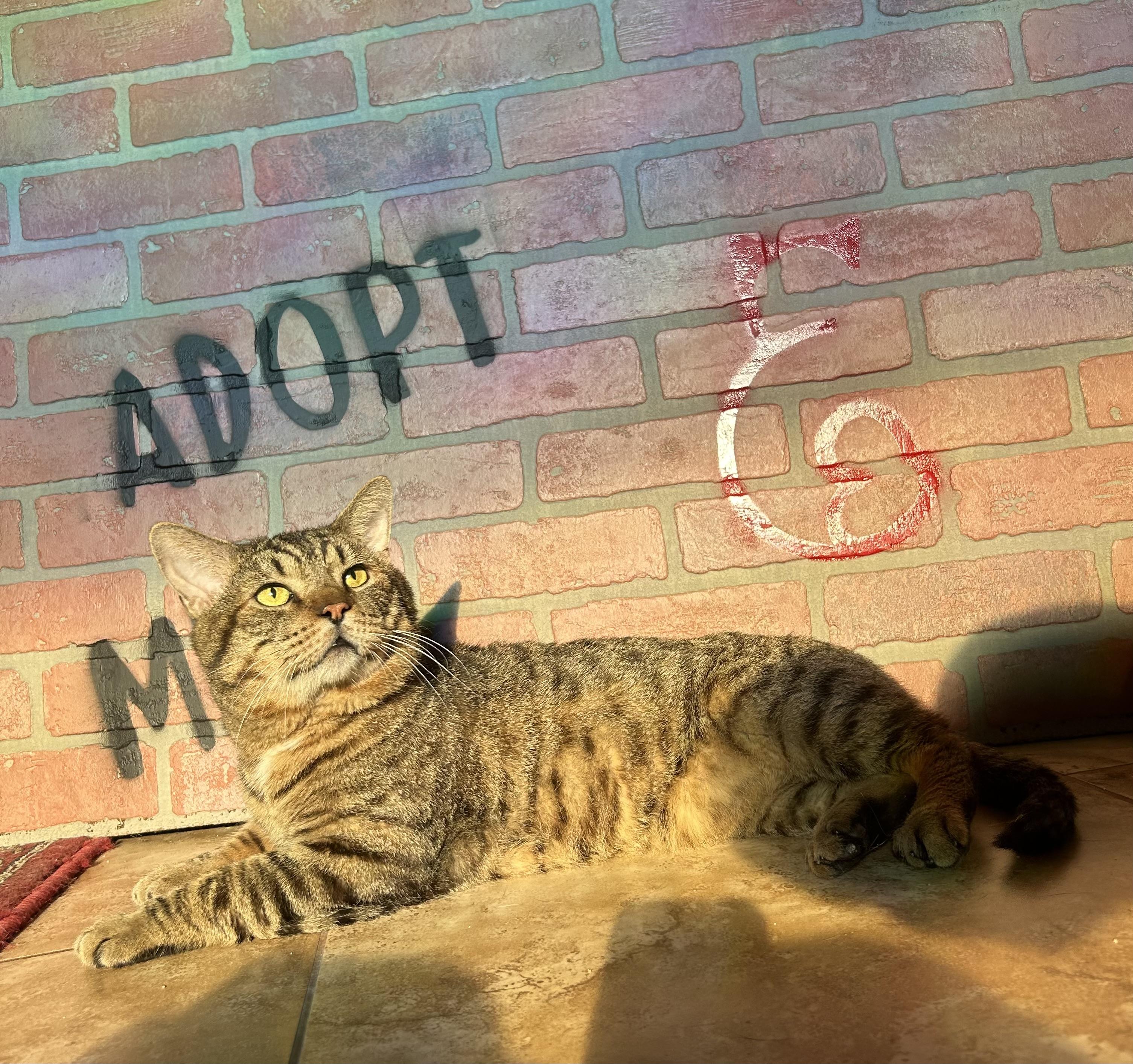 Meatball, Senior Male Domestic Short Hair
