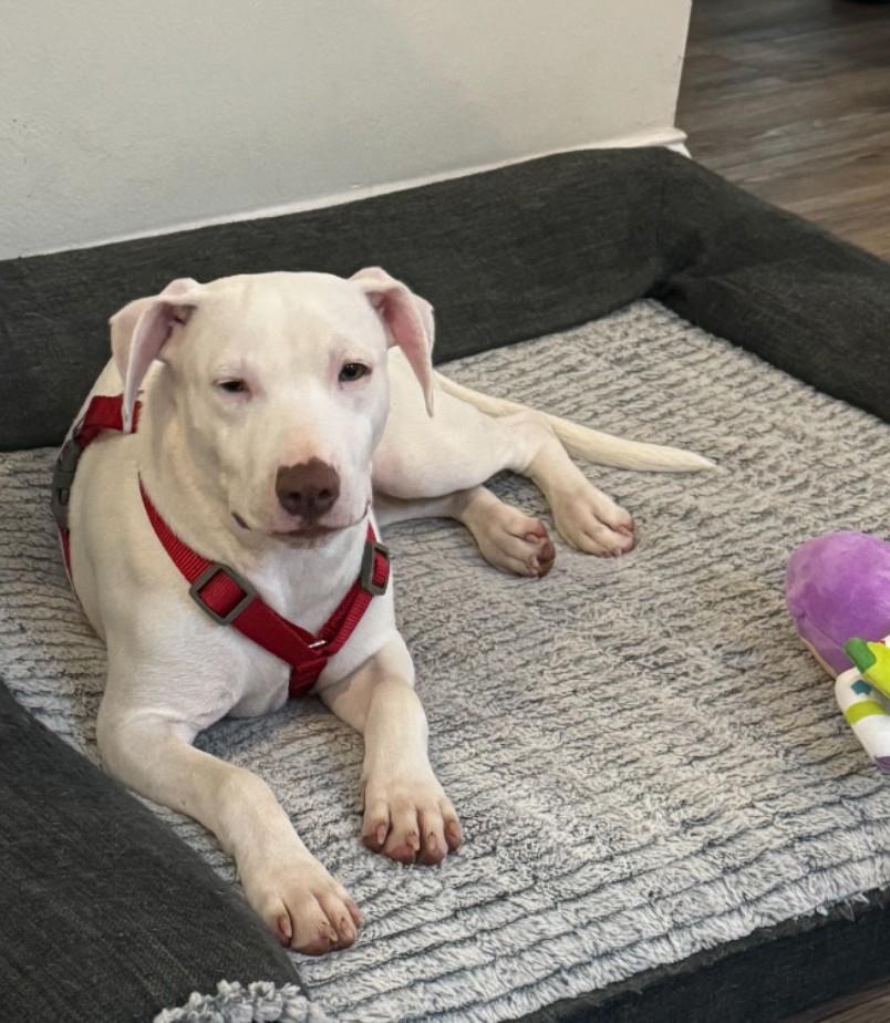Enlarge Ally, a Adoptable mixed breed in Pensacola, FL image 4/6