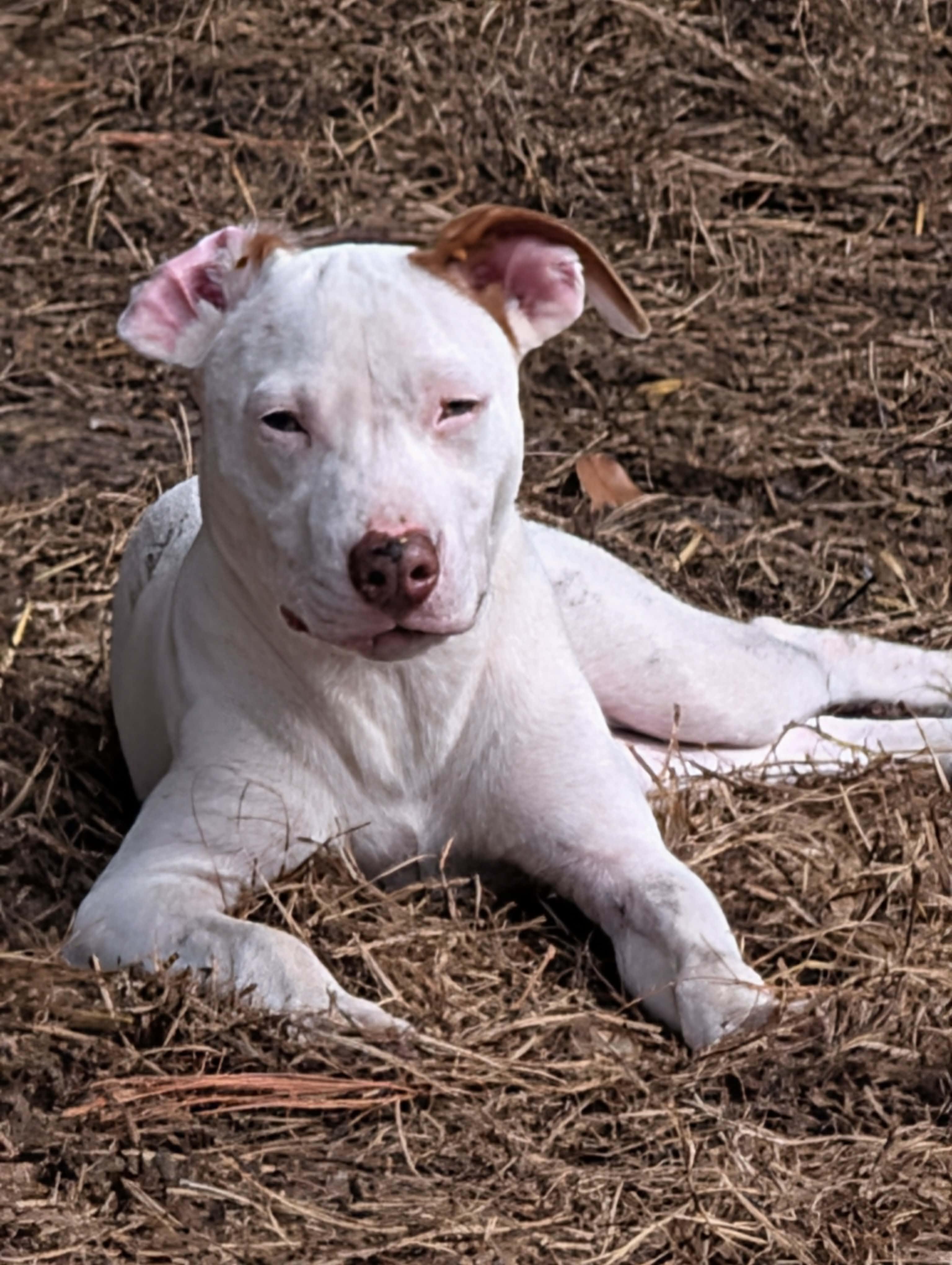 Ally, ADOPTABLE, Puppy Female Terrier & Labrador Retriever.