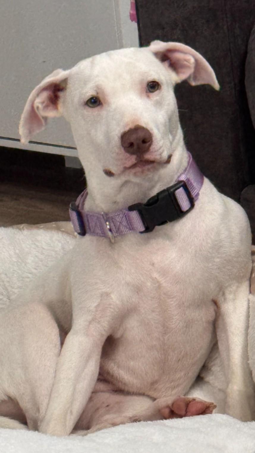 Enlarge Ally, a Adoptable mixed breed in Pensacola, FL image 3/6