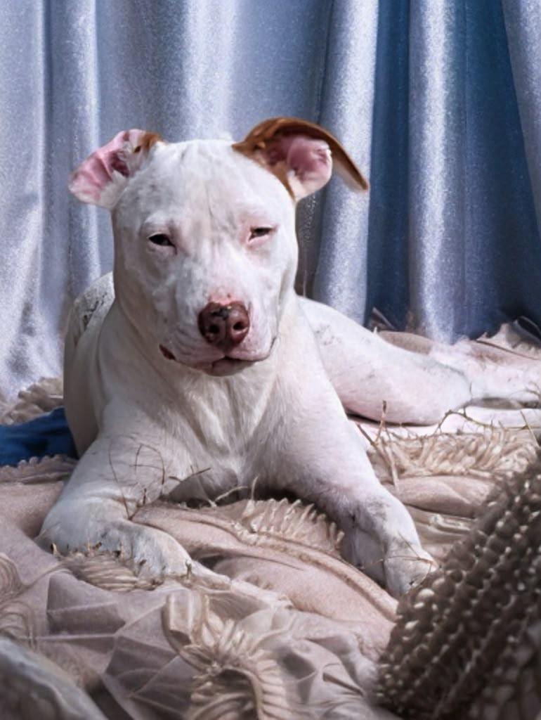 Ally, a ADOPTABLE mixed breed in Pensacola, FL image 2/2